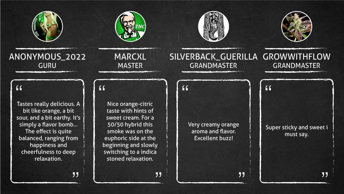 Orange Sherbet FF cannabis strain: smoke report