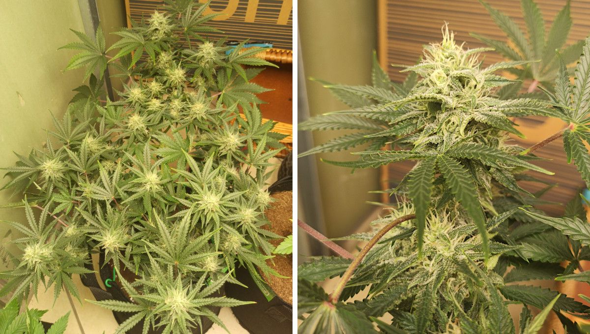 Mimosa Cake Auto cannabis strain: mid flower (bulk phase) | weeks 8-9 | an almost mature indoor autoflower and its frosty bud