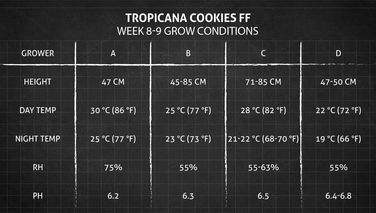 Tropicana Cookies FF cannabis strain: weeks 8-9 grow conditions Tropicana Cookies FF cannabis strain: weeks 8-9 grow conditions