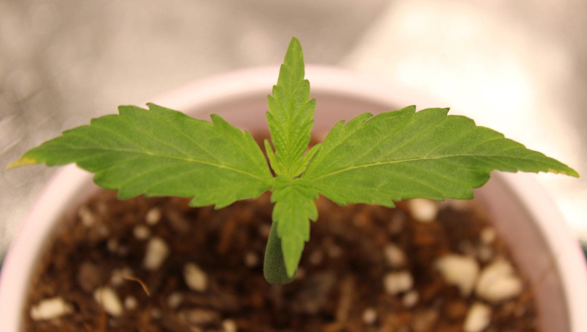 Forbidden Runtz Auto Cannabis Strain Week-by-Week Guide: A light green autoflower seedlings with yellow leaf tips standing in a solo cup Forbidden Runtz Auto Cannabis Strain Week-by-Week Guide: A light green autoflower seedlings with yellow leaf tips standing in a solo cup