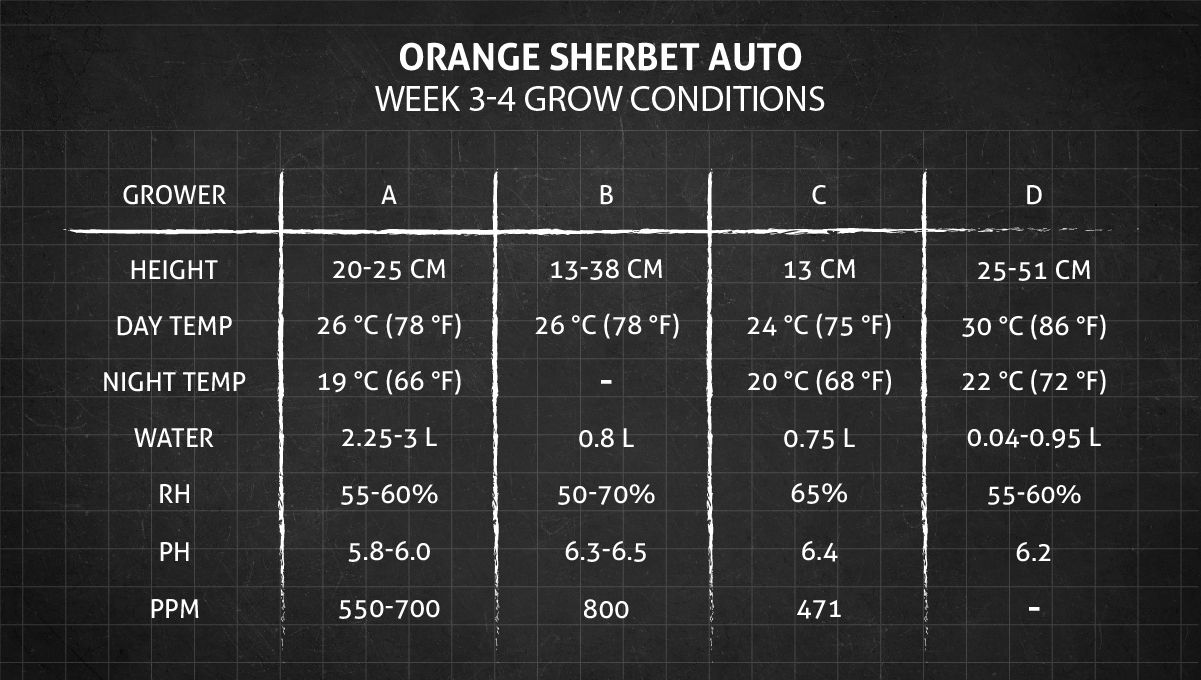 Orange Sherbet Auto Cannabis Strain Week-by-Week Guide: Weeks 3-4 grow conditions Orange Sherbet Auto Cannabis Strain Week-by-Week Guide: Weeks 3-4 grow conditions