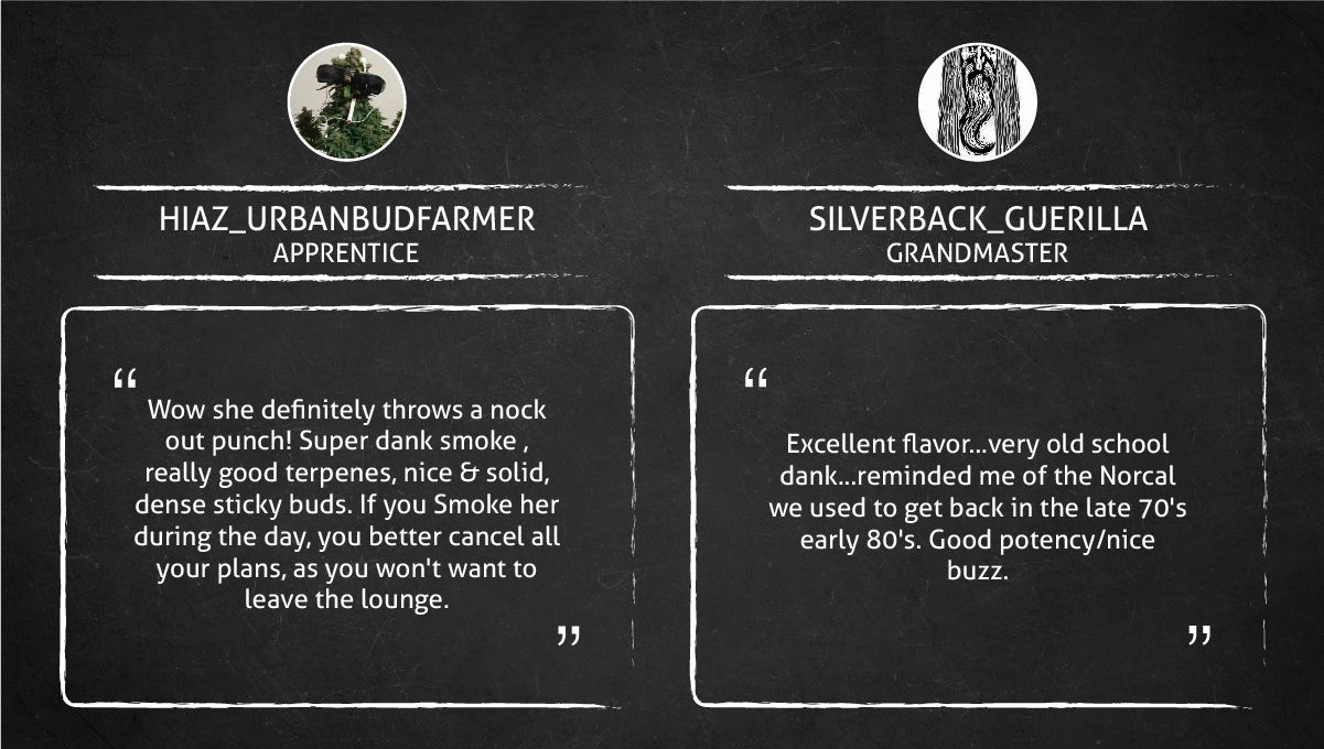 Tropicana Cookies FF cannabis strain: smoke report Tropicana Cookies FF cannabis strain: smoke report