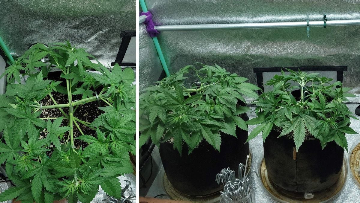 Blue Dream Auto cannabis strain: mid veg | weeks 3-4 Blue Dream Auto cannabis strain: mid veg | weeks 3-4