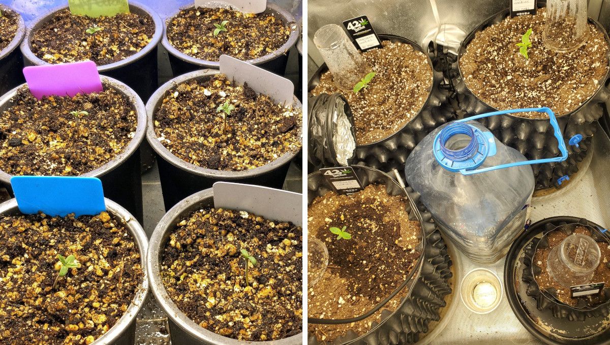 GG4 Sherbet FF cannabis strain: germination and seedling stage | week 1 | seedlings in plastic cups vs those growing in air pots GG4 Sherbet FF cannabis strain: germination and seedling stage | week 1 | seedlings in plastic cups vs those growing in air pots
