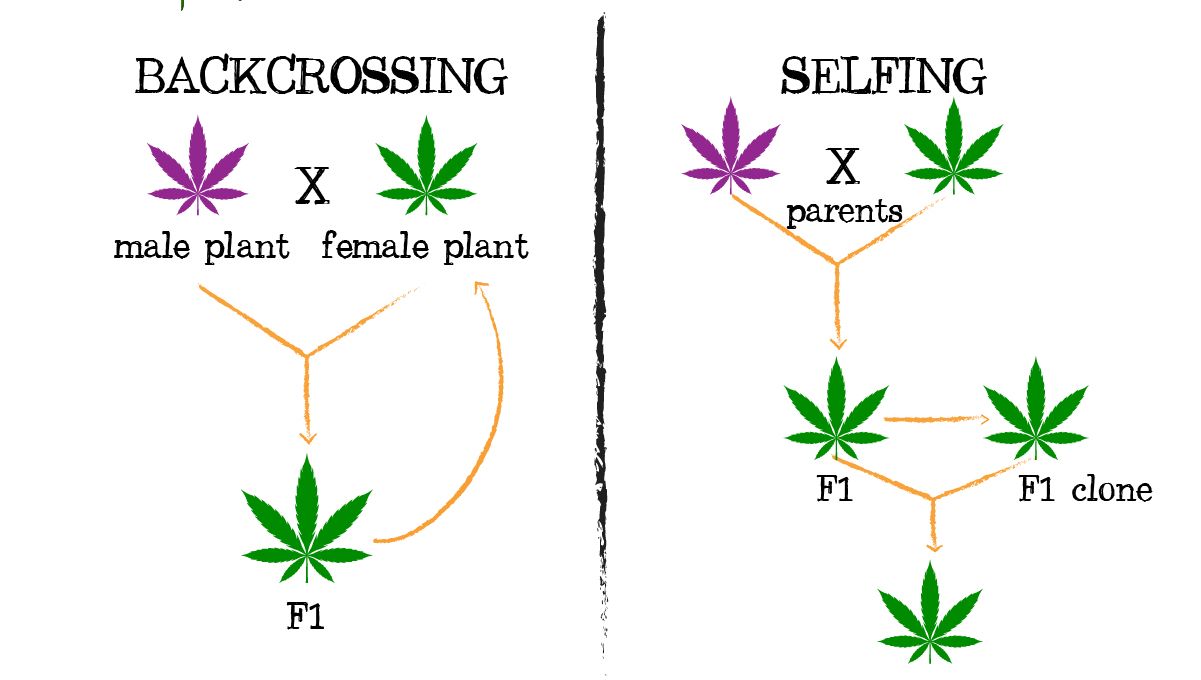 Cannabis breeding: backcrossing and selfing Cannabis breeding: backcrossing and selfing