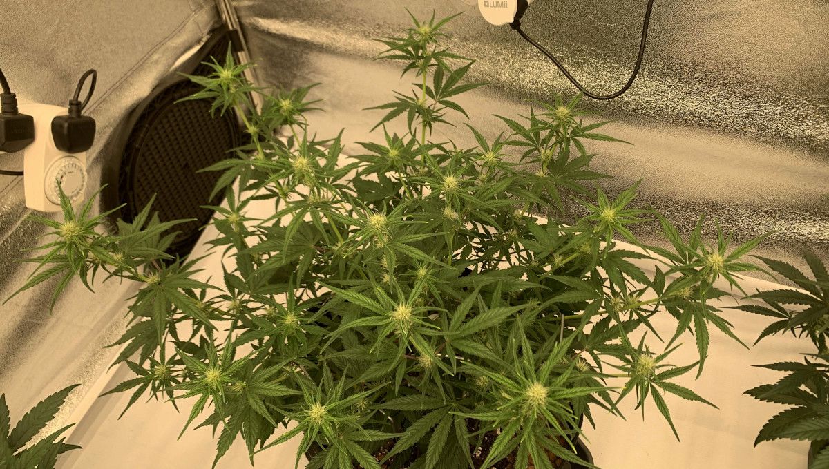 Banana Purple Punch Auto Cannabissorte: Frühe Blüte | Wochen 6-7 | Eine Cannabispflanze mit gestreckten Seitenzweigen und den ersten Blüten