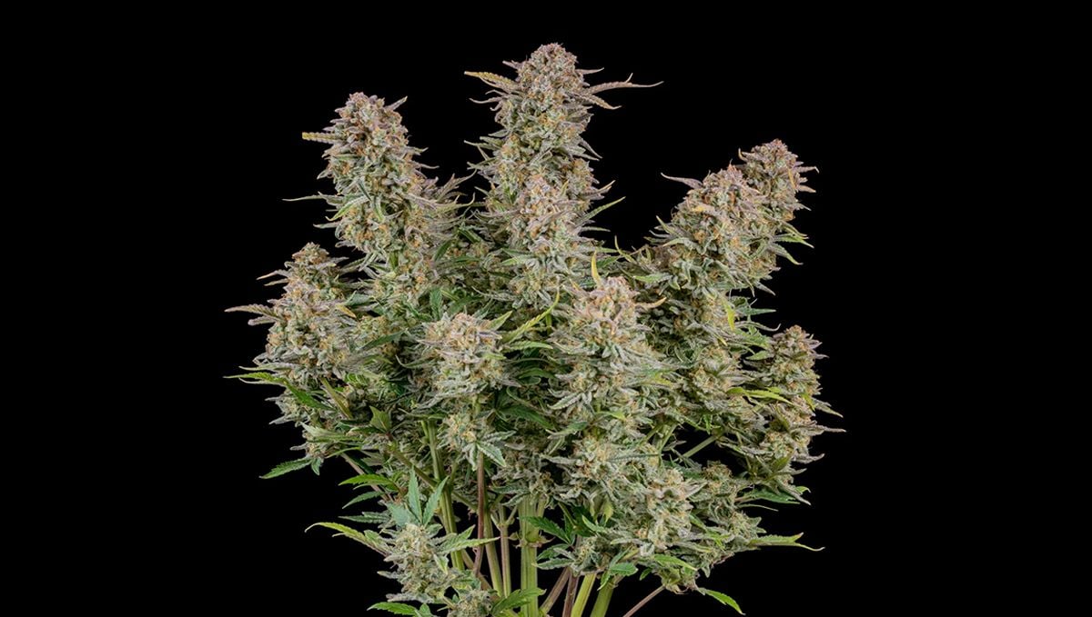 Die Top 5 Besten Sativa Autoflower Sorten: Bruce Banner Auto Die Top 5 Besten Sativa Autoflower Sorten: Bruce Banner Auto