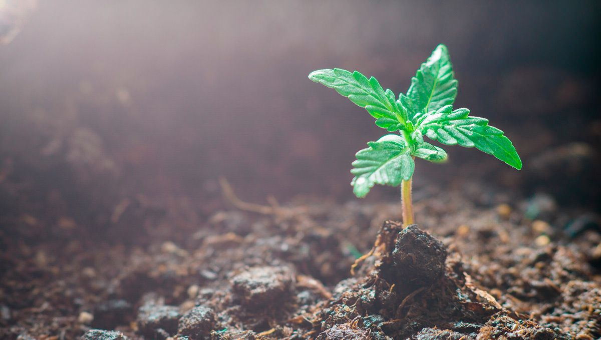 How to Grow Cannabis Indoors: a Beginners guide - 2021 (Part 2): Growing Cannabis How to Grow Cannabis Indoors: a Beginners guide - 2021 (Part 2): Growing Cannabis