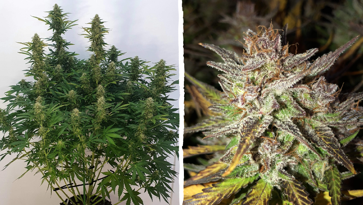 Blueberry auto week-by-week guide: flowering stage week 3 Blueberry auto week-by-week guide: flowering stage week 3