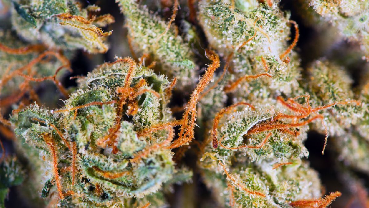 Wie lange brauchen Autoflowers von der Aussaat bis zur Ernte?: Wann ist der richtige Erntezeitpunkt? Wie lange brauchen Autoflowers von der Aussaat bis zur Ernte?: Wann ist der richtige Erntezeitpunkt?