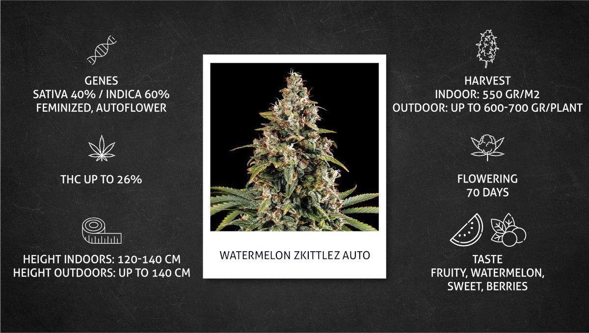 Watermelon Z Auto cannabis strain: specs sheet