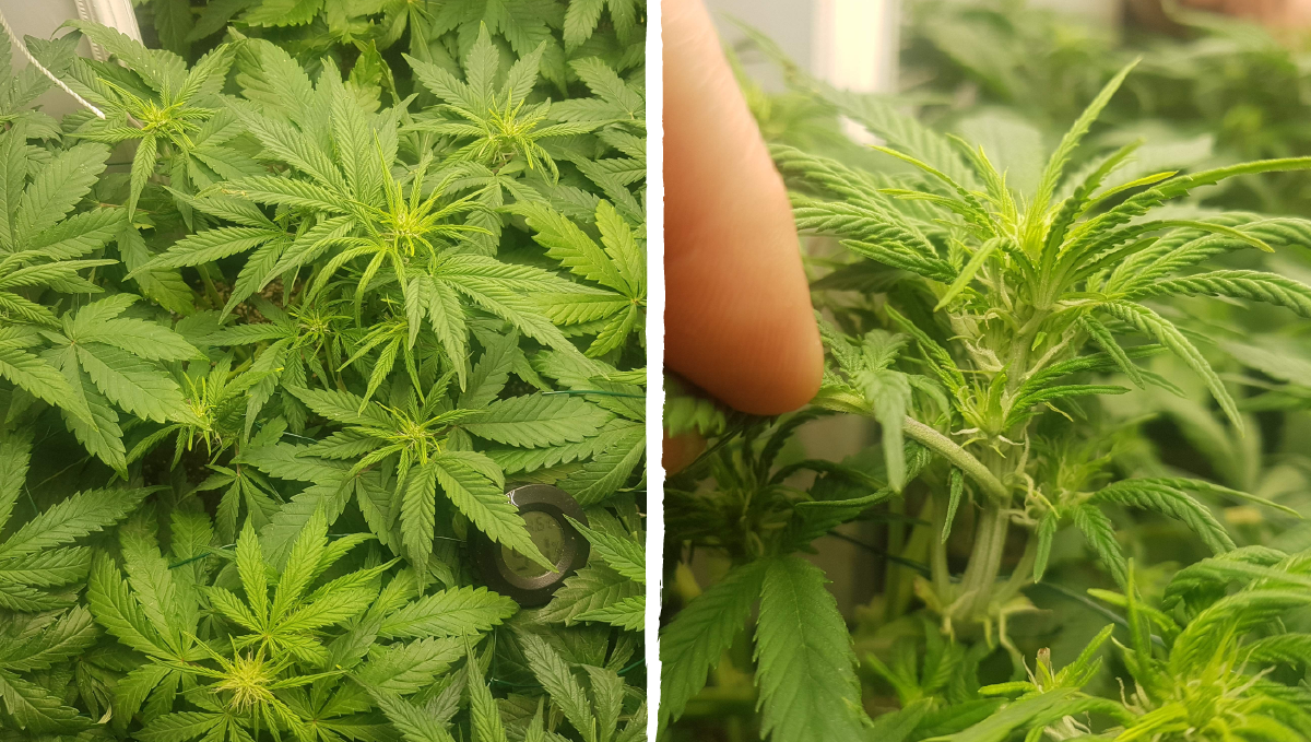 Bruce banner auto cannabis strain: transition (pre-flower) | week 5 Bruce banner auto cannabis strain: transition (pre-flower) | week 5