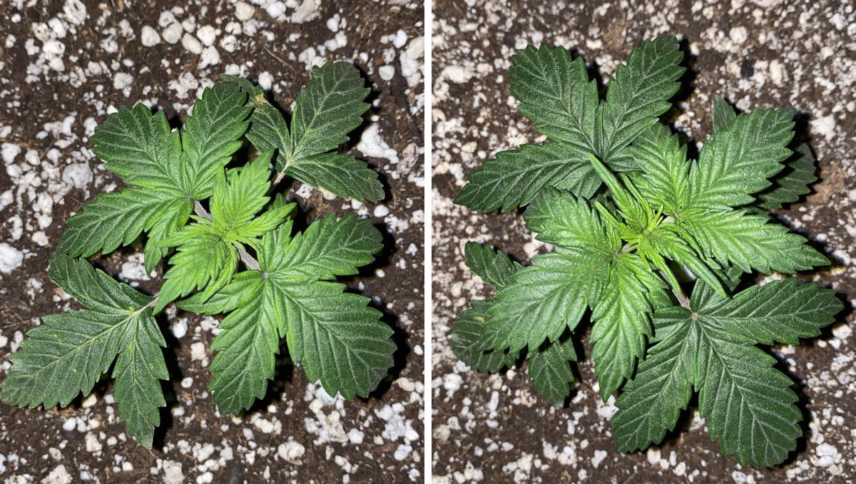 Skunk Auto Cannabis-Sorte Wochen-für-Wochen-Anleitung: Eine kleine, indoor angebaute Cannabispflanze mit leicht krallenförmigen Blättern in tiefgrüner Farbe.