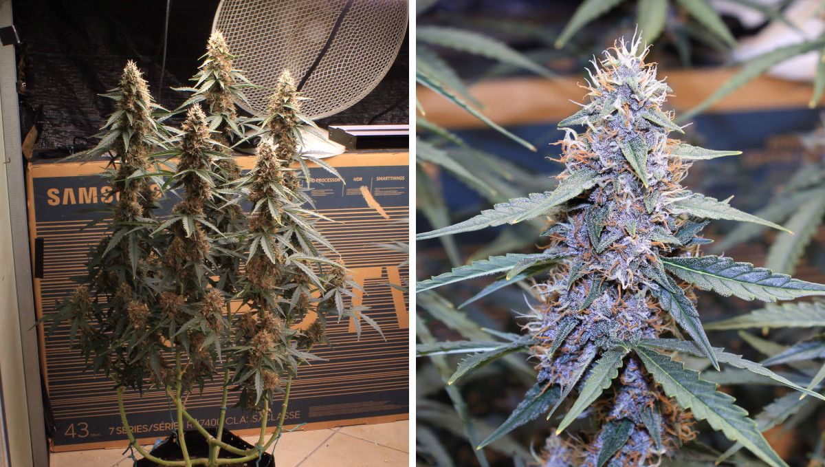 Skywalker OG Auto cannabis strain: mid flower (bulk phase) | weeks 8-9 | a heavily defoliated marijuana plant with several long colas and a closeup of such a cola with purple colors