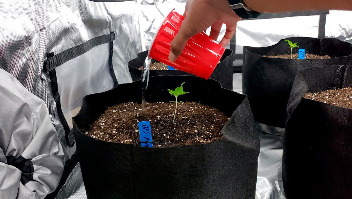 The top 5 best ways to increase your autoflower cannabis yield: nutrition The top 5 best ways to increase your autoflower cannabis yield: nutrition