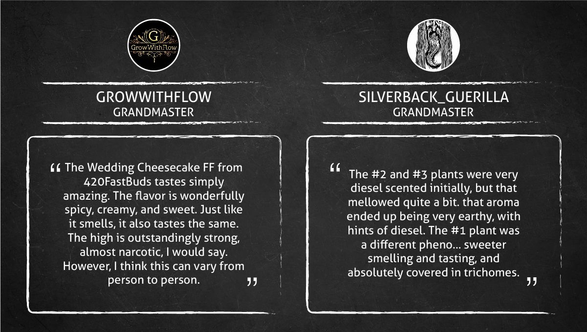 Wedding Cheesecake FF cannabis strain: smoke report