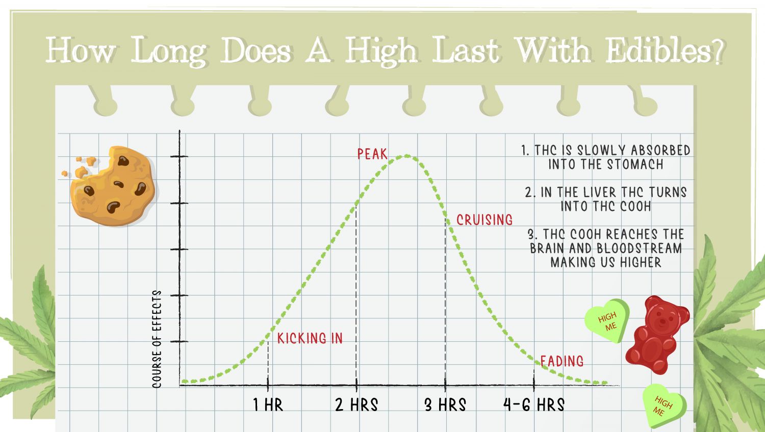 How Long Does a Weed High Last & What are the Effects of Cannabis: An infographic showing the timeline of cannabis effects when it's consumed as edibles How Long Does a Weed High Last & What are the Effects of Cannabis: An infographic showing the timeline of cannabis effects when it's consumed as edibles