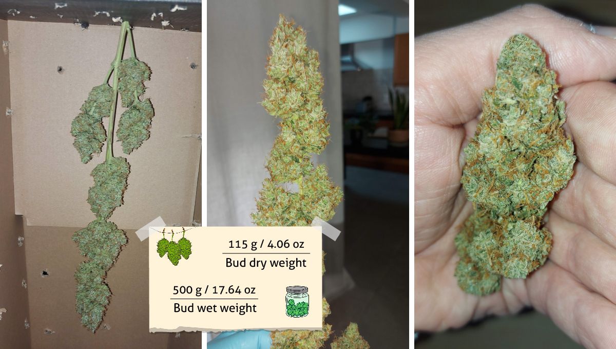 Mimosa Cake Auto cannabis strain outcome: the grower showing the size and texture of his dried and cured buds