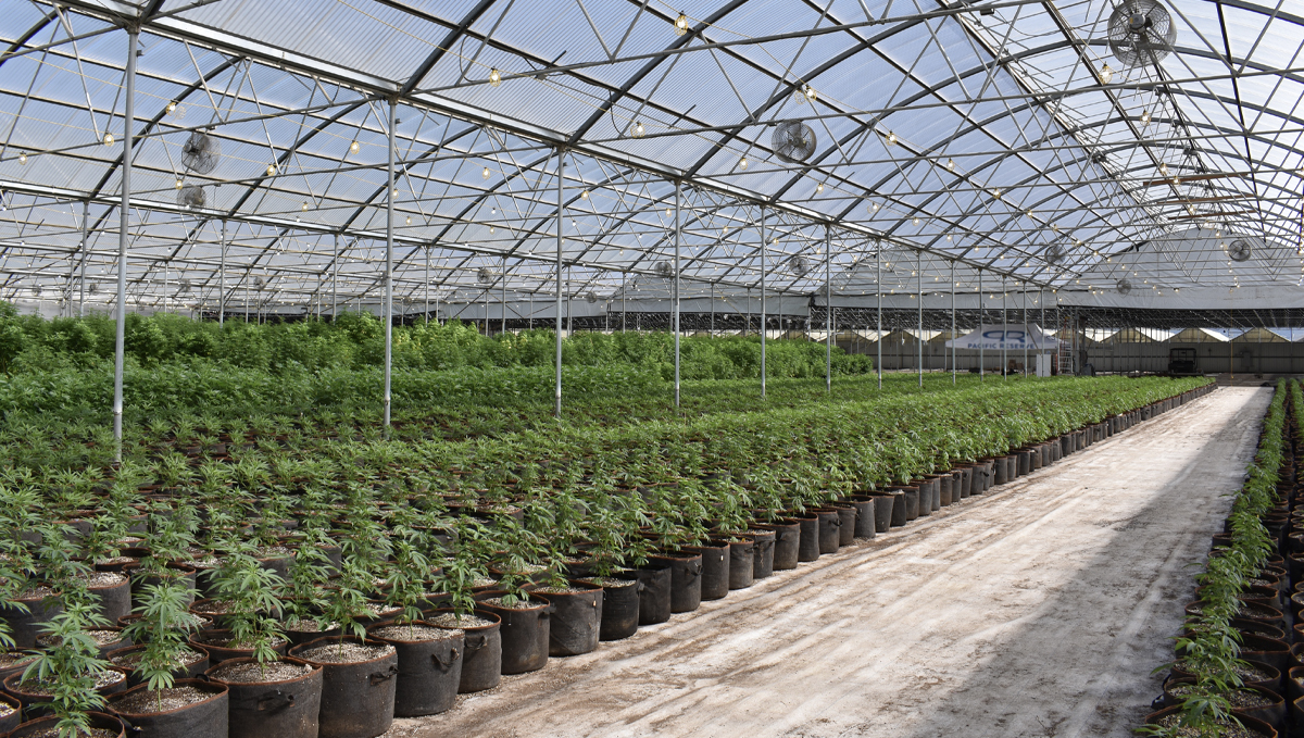 From NBA to THC: Chris Webber to Open a Cannabis Facility in Detroit: Thousands of cannabis plants growing in a greenhouse From NBA to THC: Chris Webber to Open a Cannabis Facility in Detroit: Thousands of cannabis plants growing in a greenhouse