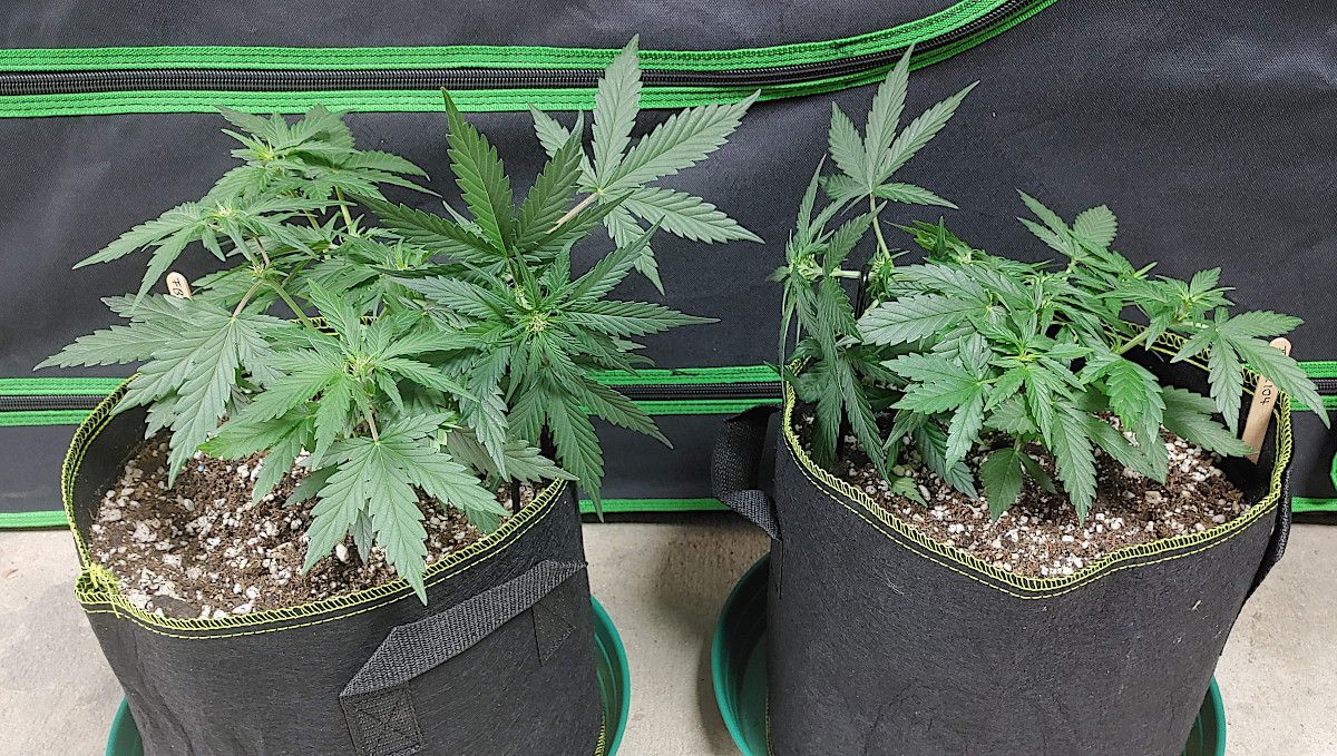 Forbidden Runtz Auto Cannabis Strain Week-by-Week Guide: Two medium-sized autoflowers in fabric pots, LST, tied down, and starting to bud Forbidden Runtz Auto Cannabis Strain Week-by-Week Guide: Two medium-sized autoflowers in fabric pots, LST, tied down, and starting to bud