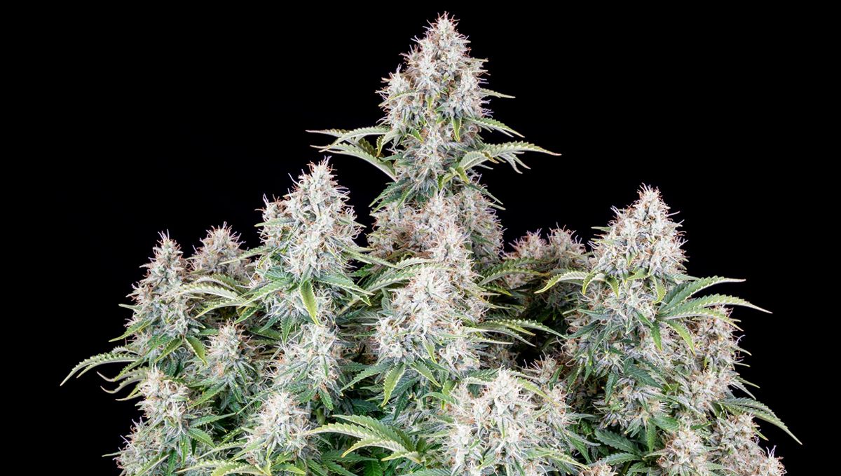 Top 10 strains to grow outdoors: Cinderella Auto