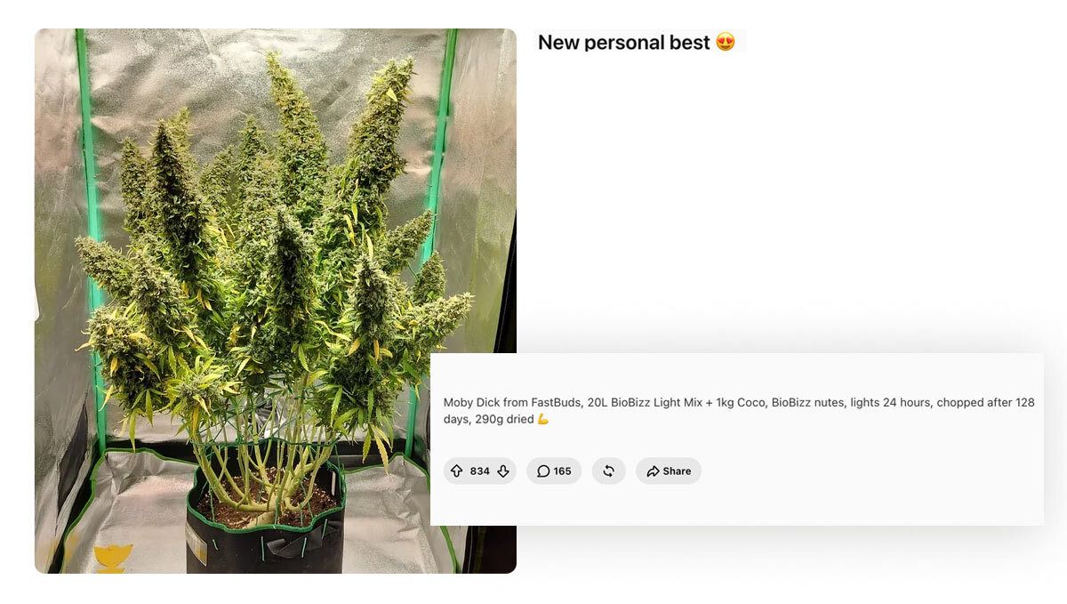 Moby Dick Auto