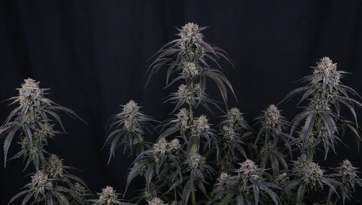mango frost