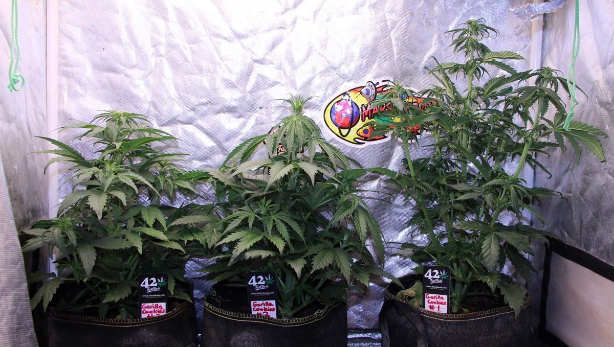 Všechny rostliny konopí mohou mít různou velikost, i když jsou stejně staré Všechny rostliny konopí mohou mít různou velikost, i když jsou stejně staré