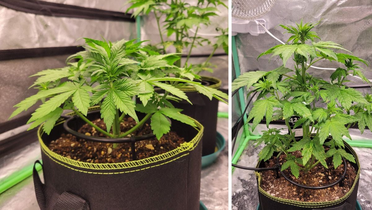Blackberry Auto cannabis strain: mid veg | weeks 3-4 | an indoor plant vegging naturally indoors, without any training
