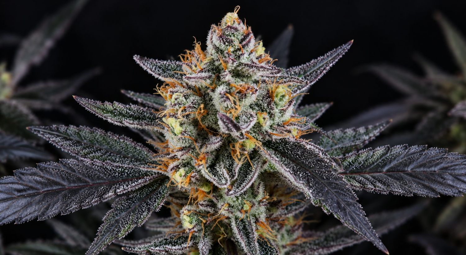 The best magnifiers: Guava Runtz Auto