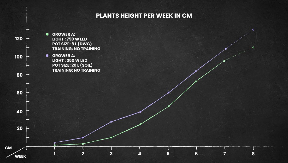 Tangerine Dream Auto cannabis strain: height chart for the whole life cycle