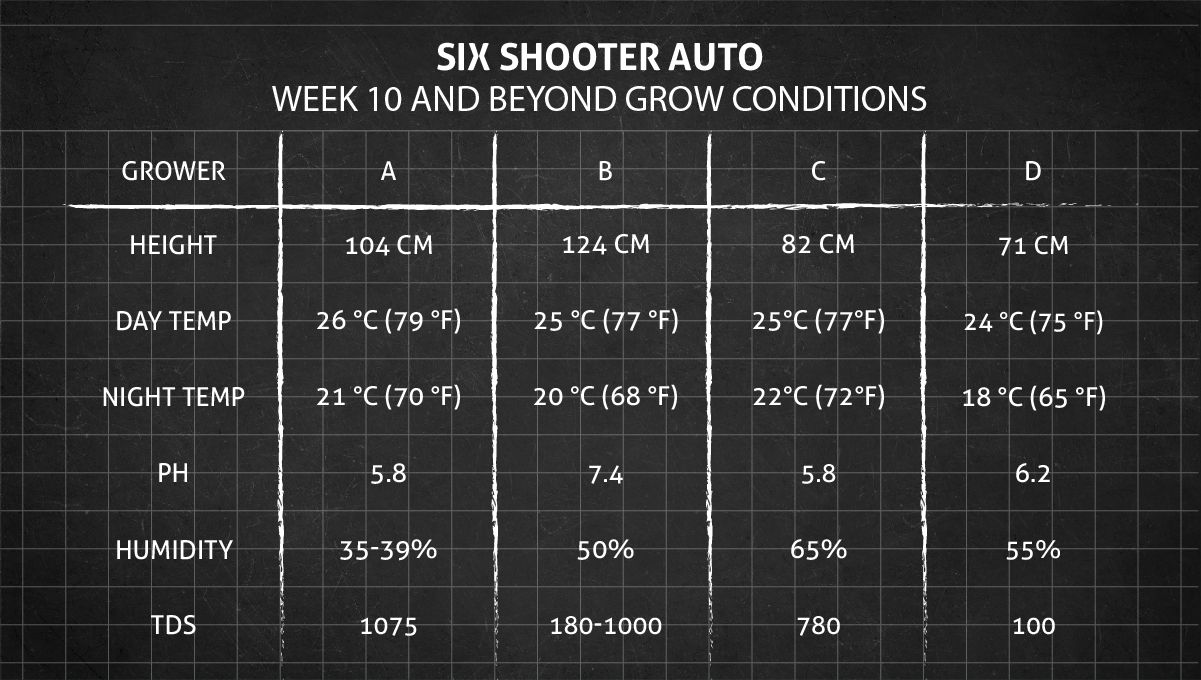 Six Shooter Auto cannabis strain: week 10 grow conditions Six Shooter Auto cannabis strain: week 10 grow conditions
