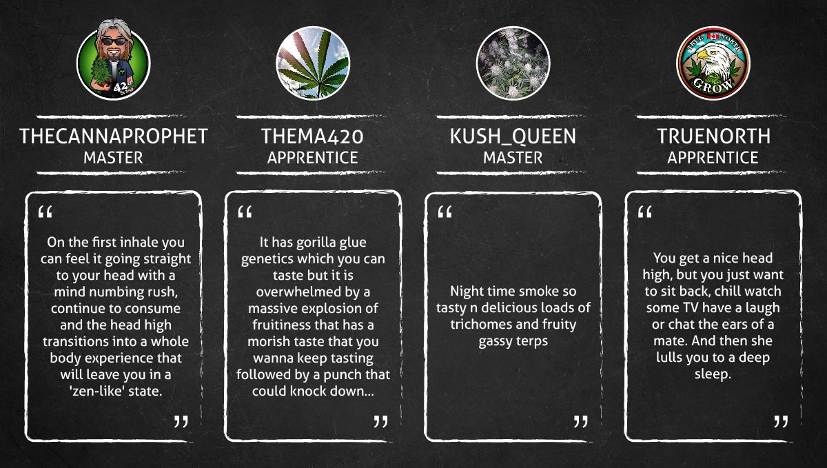 Gorilla Punch Auto cannabis strain: smoke report Gorilla Punch Auto cannabis strain: smoke report