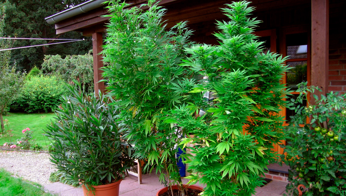 Thailand to Allow Home Growing of Cannabis: Two potted weed plants on a back porch of a country house Thailand to Allow Home Growing of Cannabis: Two potted weed plants on a back porch of a country house
