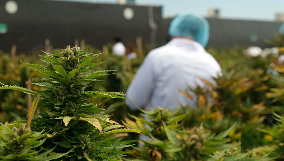 Weed in pakistan: medical cannabis Weed in pakistan: medical cannabis