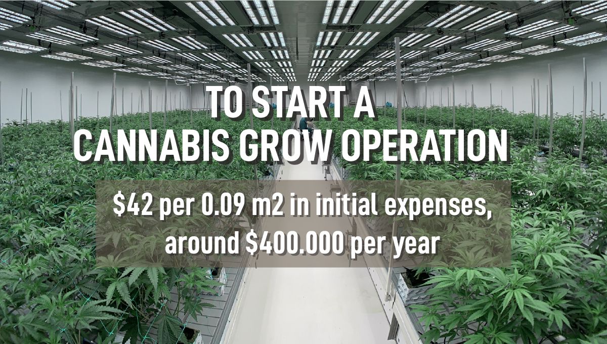 Going legal: legal grow operation Going legal: legal grow operation