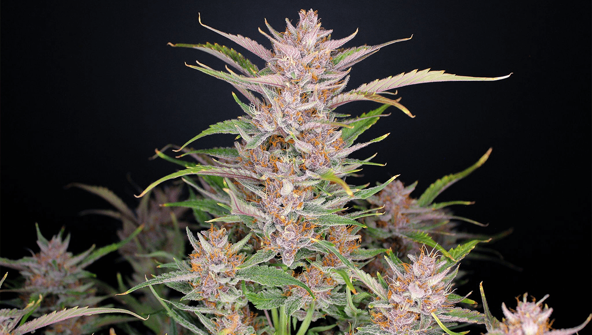 Five shortest autoflower strains: gorilla punch auto