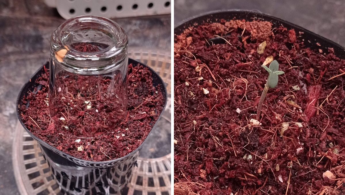 Strawberry Cheesecake Auto cannabis strain: germination and seedling stage | week 1 | a seedling sprouting in a small pot under a humidity dome and showing the first pair of true leaves on the first day of its life