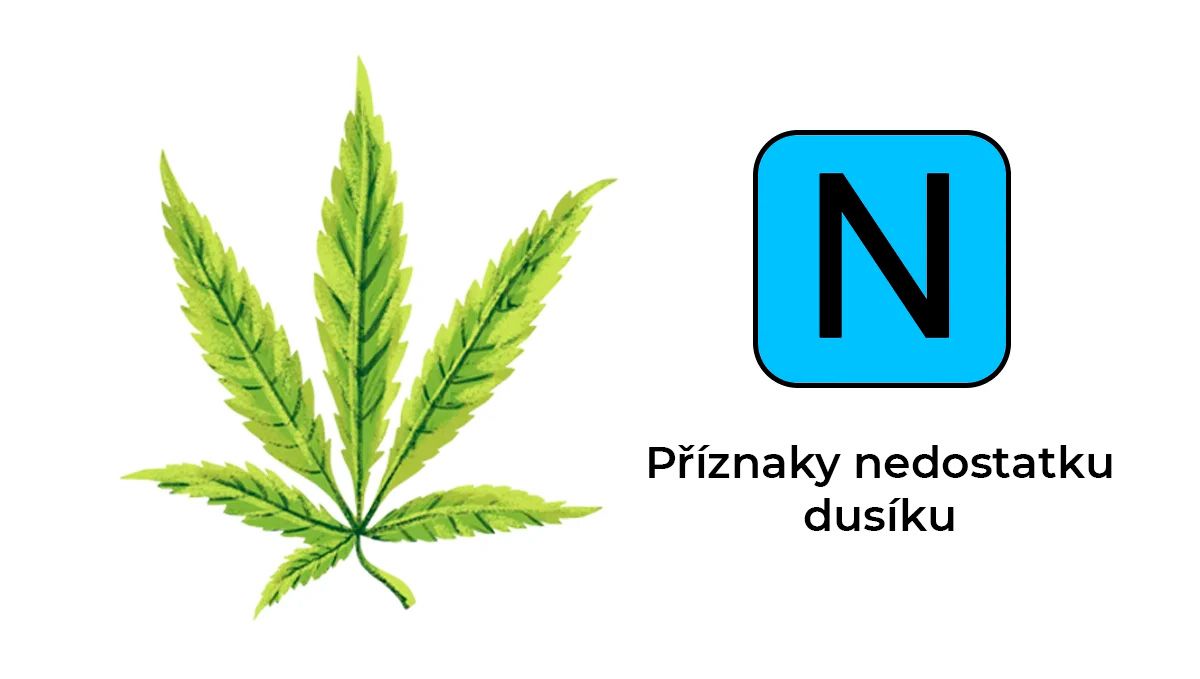 Nedostatek živin v konopí: dusík Nedostatek živin v konopí: dusík