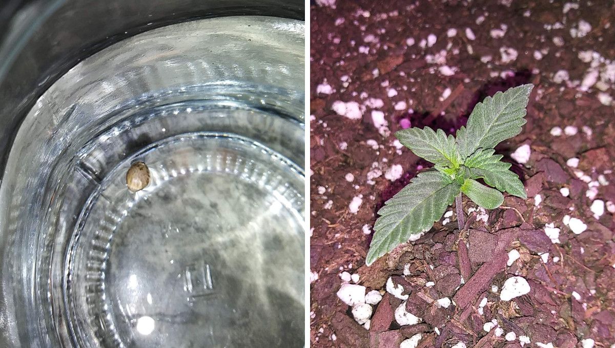 Critical Auto Cannabis Strain Week-by-Week Guide: A marijuana seed soaking in a glass of water and a healthy 7-days-old seedling with two pairs of true leaves