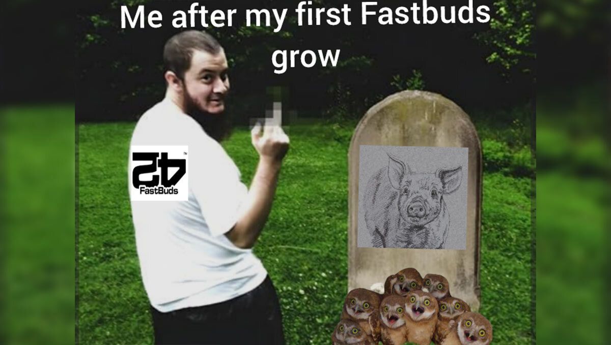 Meme