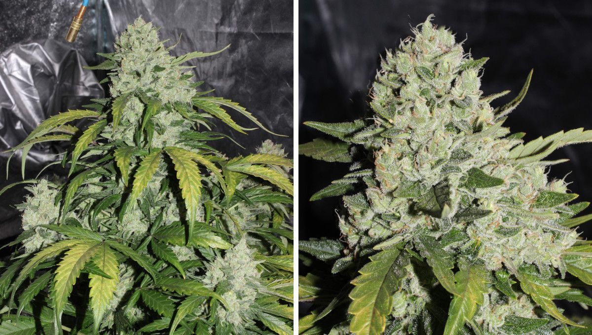 Mexican Airlines Auto cannabis strain: ripening and harvest | weeks 10 | extremely big and dense mature colas on a plant nearing the harvest