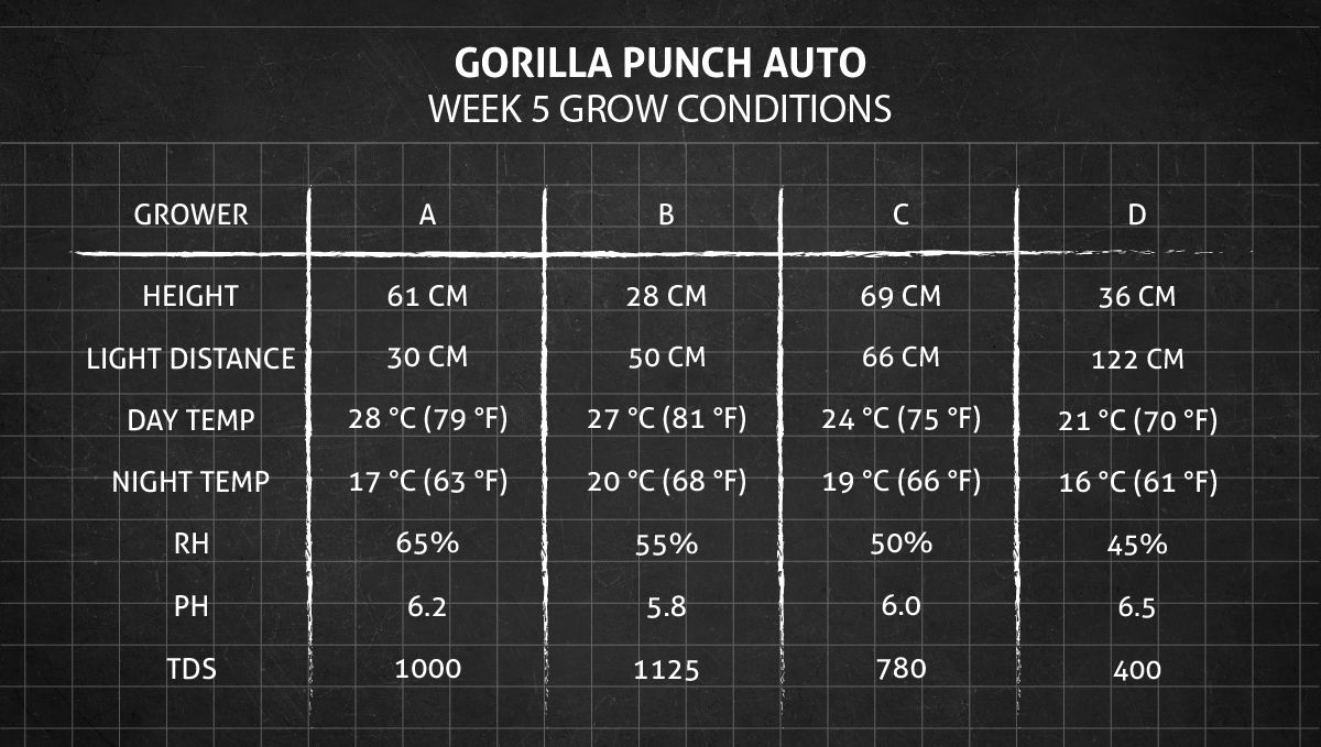 Gorilla Punch Auto cannabis strain: week 5 grow conditions Gorilla Punch Auto cannabis strain: week 5 grow conditions