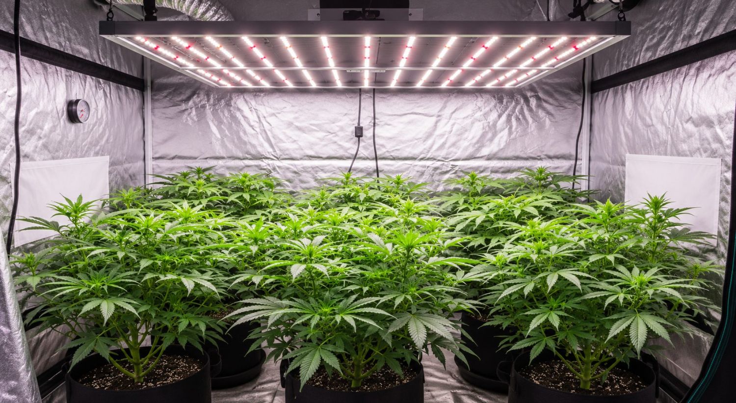 你可以用CFL种自动开花吗：LED与HID