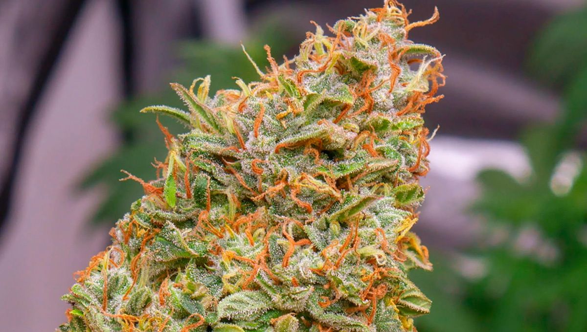 Girl scout cookies auto strain history: origins