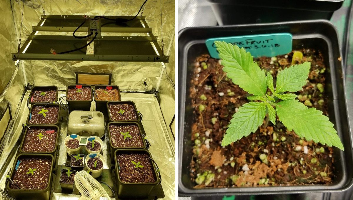 Grapefruit Auto cannabis strain: early veg | week 2