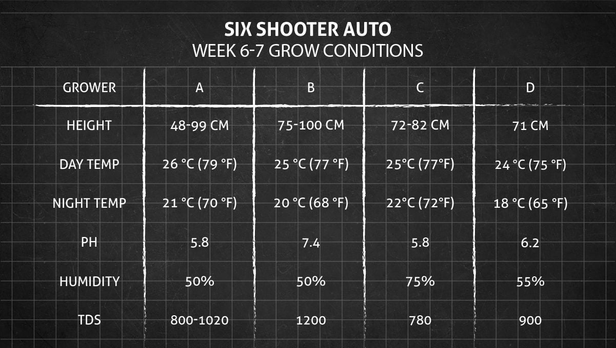 Six Shooter Auto cannabis strain: weeks 6-7 grow conditions Six Shooter Auto cannabis strain: weeks 6-7 grow conditions