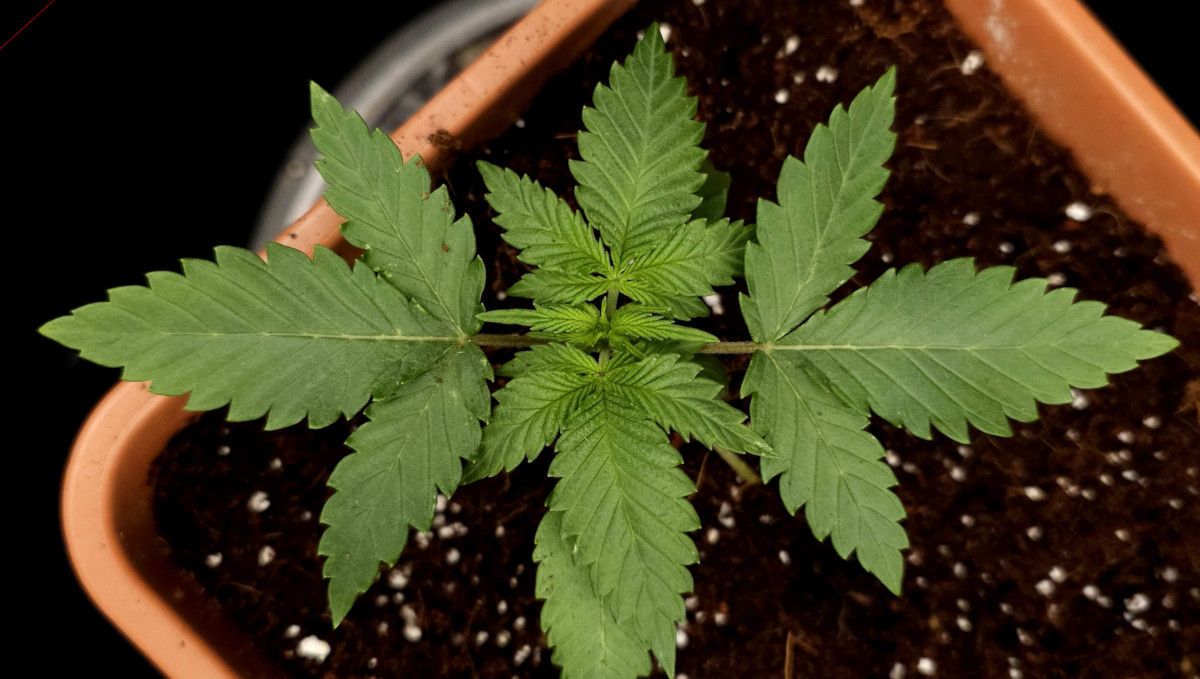 GG4 Sherbet FF cannabis strain: early veg | week 2 | a strong perky young weed plant at the end of the second week GG4 Sherbet FF cannabis strain: early veg | week 2 | a strong perky young weed plant at the end of the second week