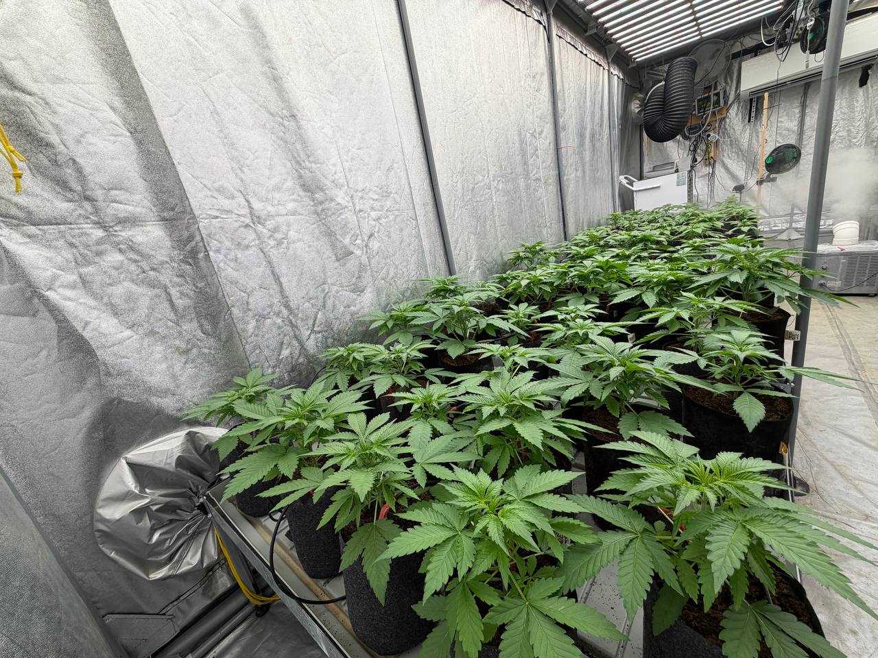 Cherry cola from veg to flower
