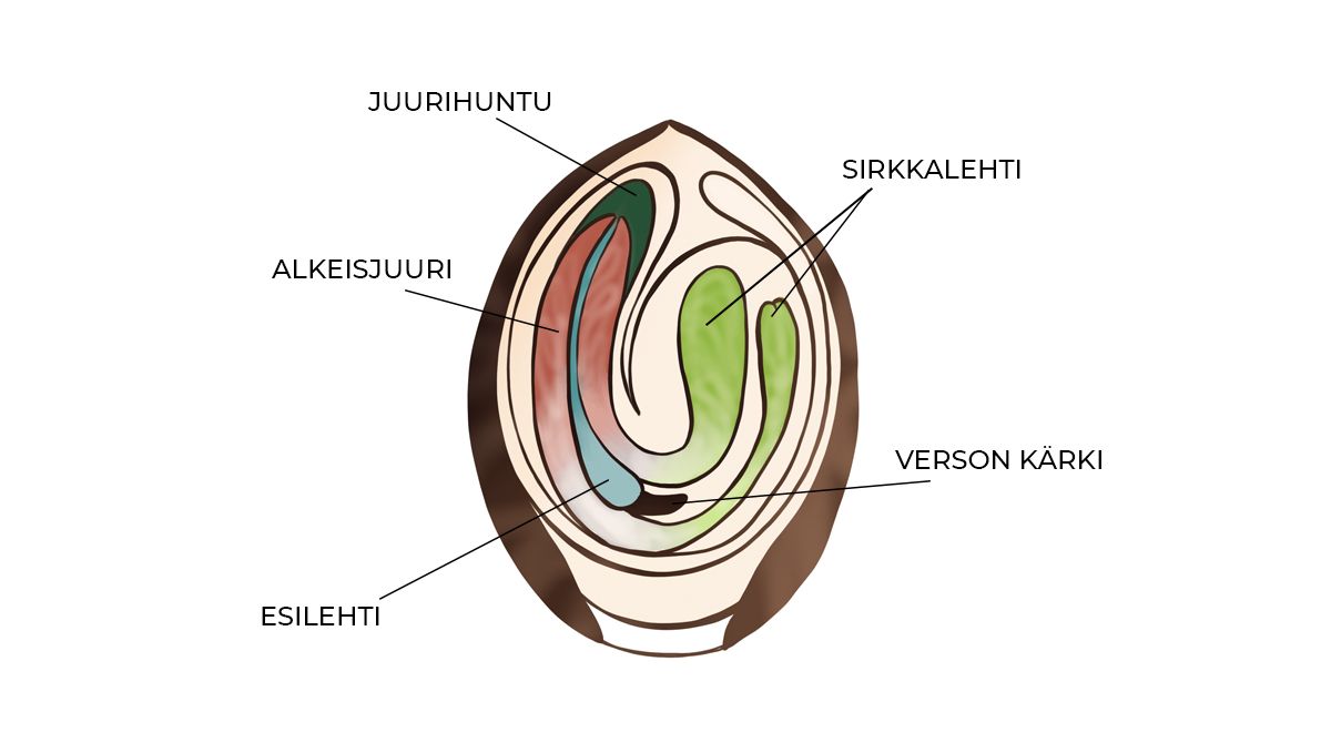 Idätysopas: siemenen anatomia